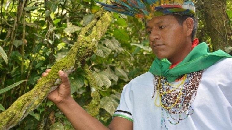 Toma De Yagé y Kambo