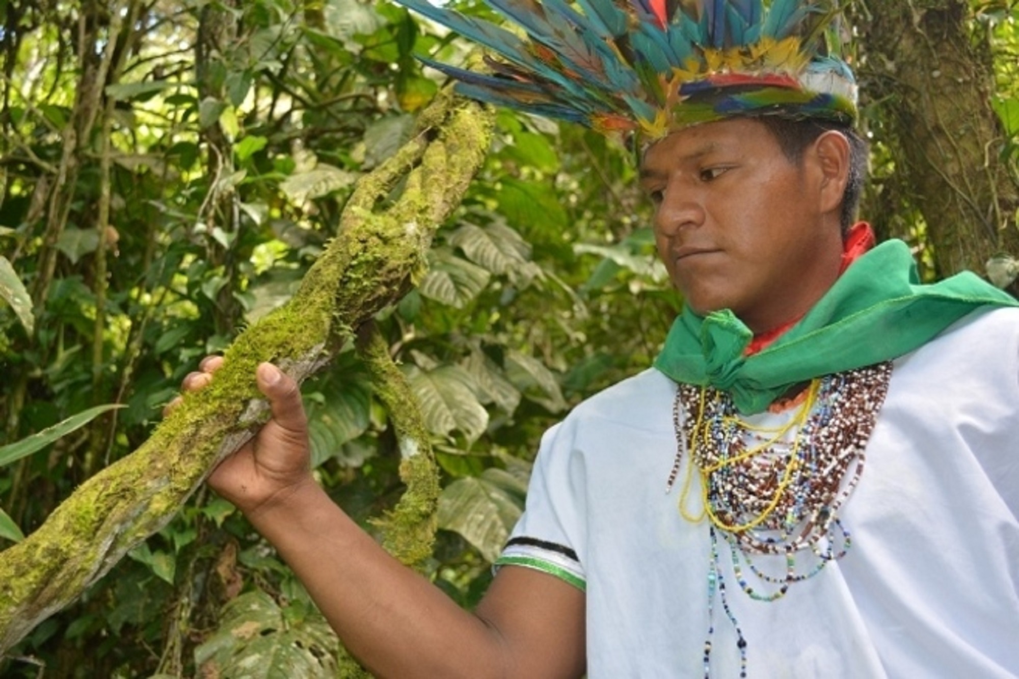 Toma De Yagé y Kambo